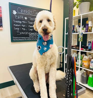 Pawtential Pet Salon