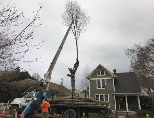 PDX Tree Service, Inc. – tree service in Portland