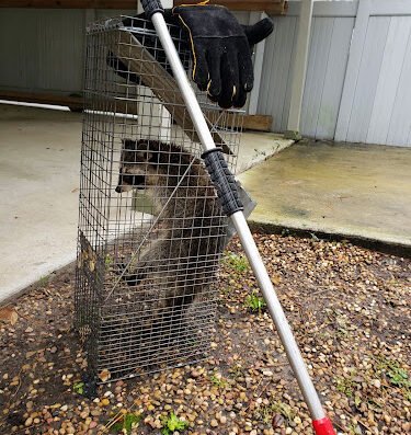 Pest X Out Wildlife Control