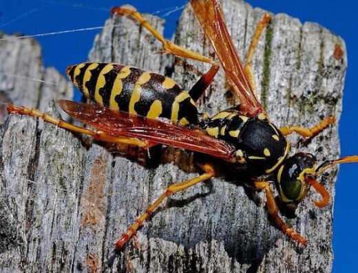 Pestco Professional Services – pest control in Pittsburgh