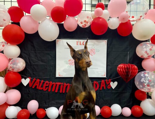 Pet Athletic Club – pet care in Cincinnati (photo 1)