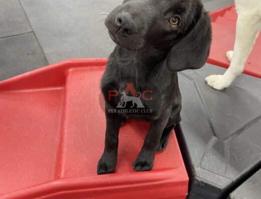 Pet Athletic Club – pet care in Cincinnati