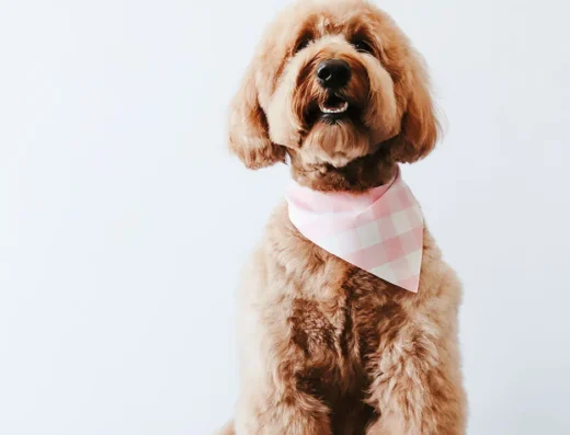 Pet Bath and Beyond