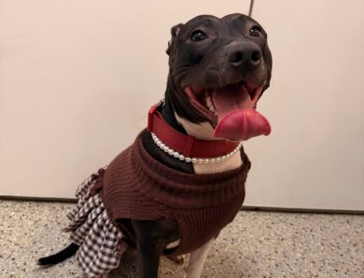 Pet Check Animal Clinic