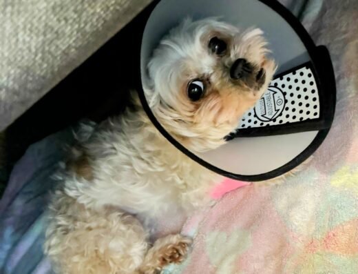Pet Check Animal Clinic
