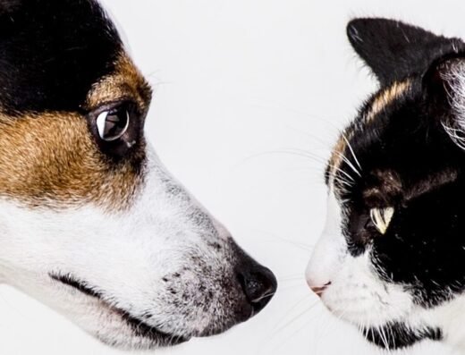 Pet Clinic On Bellfort