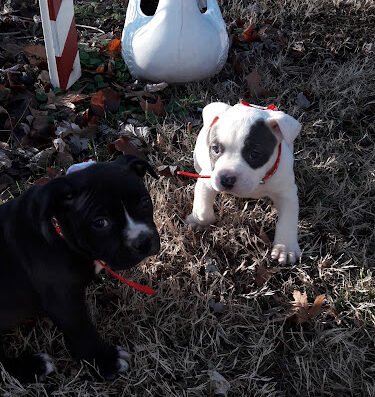 Pet Connection – pet care in St. Louis