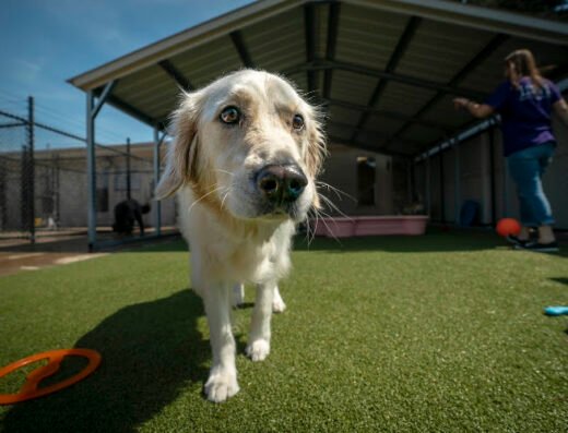 Pet Palace – pet care in Pittsburgh
