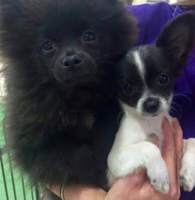 Pet Palace - Charlotte – Pet care in Charlotte