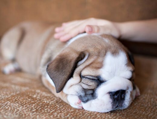 Pet Peeps – pet care in Washington, DC