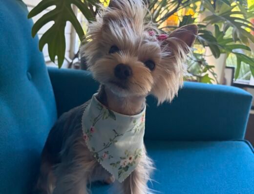 Pet Stylista – pet grooming in Sacramento (photo 1)