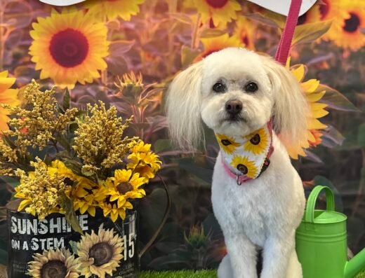 Pet Stylista – pet grooming in Sacramento (photo 2)
