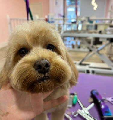 pet time spa grooming