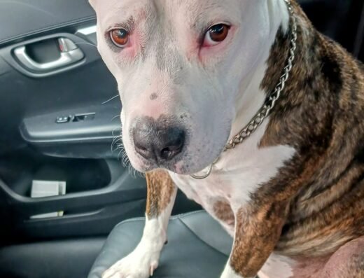 Petcare Express