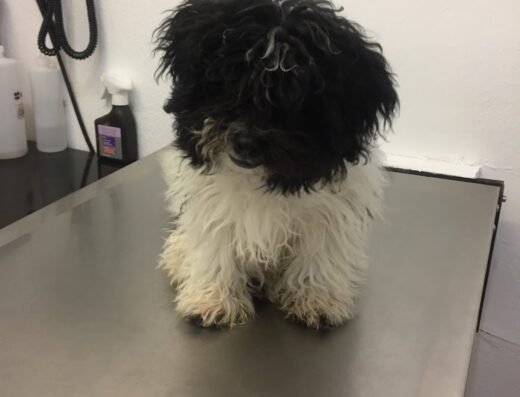 Petcare Express