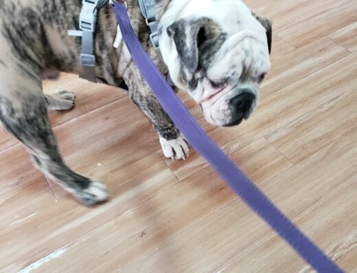 Petcare Express