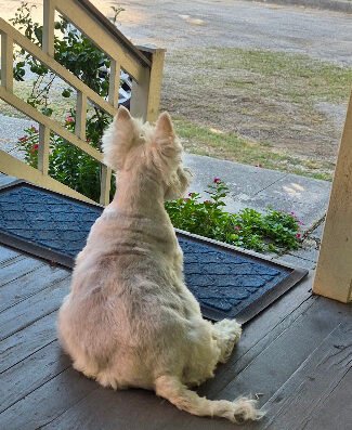 Petco Grooming – pet care in New Orleans