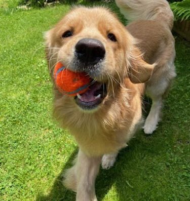 Pied Piper Pet Sitters, LLC – pet care in Pittsburgh