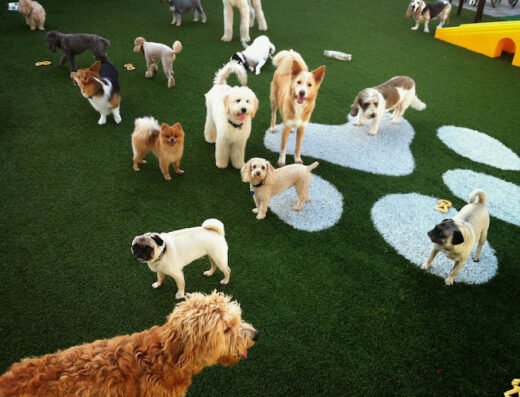 Pilar's Pet Resort – pet care in Tampa