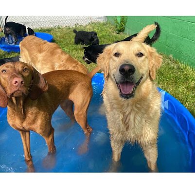 Playful Pets