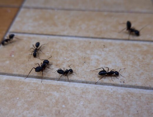 Pointe Pest Control - Ferguson – pest control in St. Louis