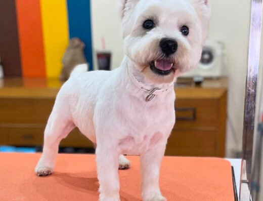 Pooch & Purr Grooming Studio – pet care in Cincinnati (photo 1)