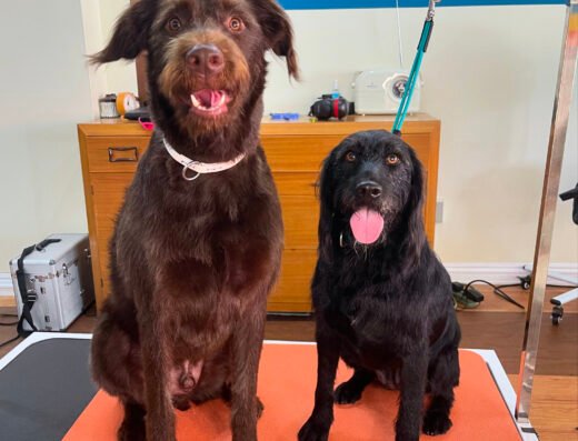 Pooch & Purr Grooming Studio – pet care in Cincinnati (photo 2)