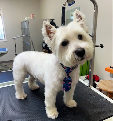 Poochie Bella's – pet care in New Orleans