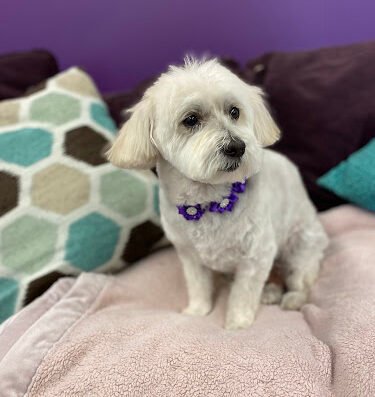 Posh City Pet Spa – pet care in St. Louis