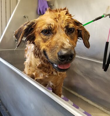 Pretty Paws Pet Salon
