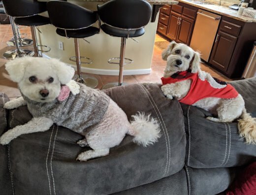 Pro-Groom – pet grooming in Sacramento