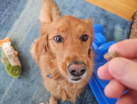 Professional Pet Nanny, Inc. – pet care in Cincinnati (photo 3)