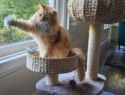 Professional Pet Nanny, Inc. – pet care in Cincinnati