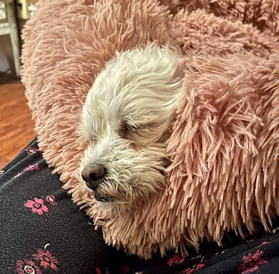 Pup~Bunnie Paradise – pet care in New Orleans