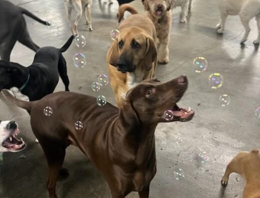 Puppy Camp – pet care in Cincinnati (photo 2)