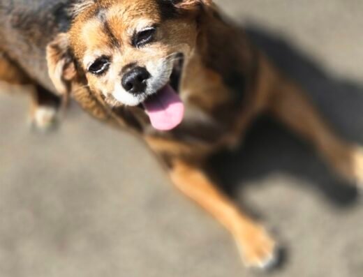 Puppy Camp – pet care in Cincinnati
