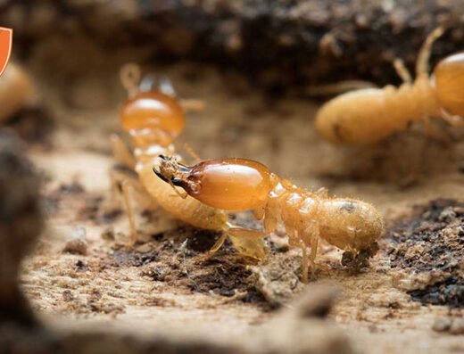 Pure Pest + Lawn – pest control in St. Louis