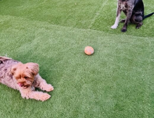 River Dogs Resort – pet boarding in Sacramento (photo 1)