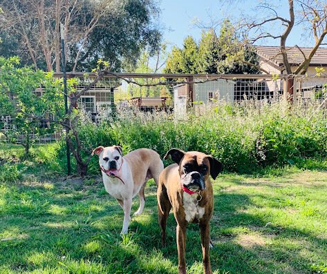River Dogs Resort – pet boarding in Sacramento