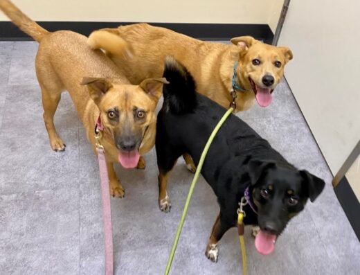 Riverflow Pet Clinic
