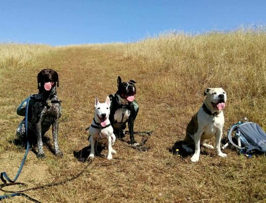 Romeo & Friends Dog Walking & Pet Sitting – pet care in Sacramento (photo 2)