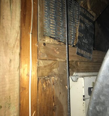 Rose Extermination – pest control in St. Louis