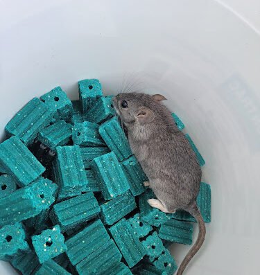 SafeHouse Pest Control
