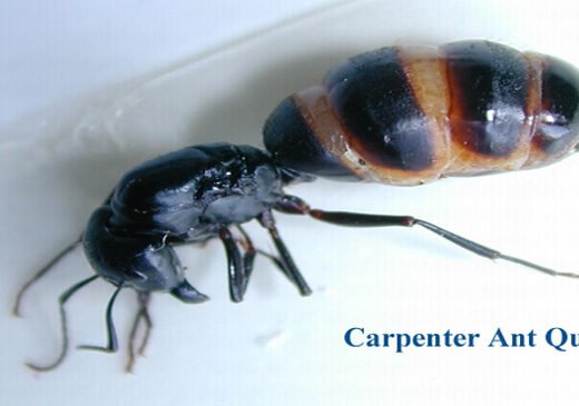 Security Pest Control