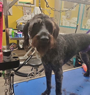 Shaggy Maggy's Paw Spa – pet care in Pittsburgh