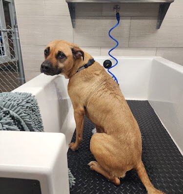 Shakers Dog Wash and Grooming – pet care in St. Louis