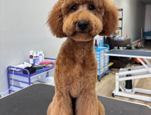 Shear Madness Grooming – pet grooming in Sacramento (photo 2)