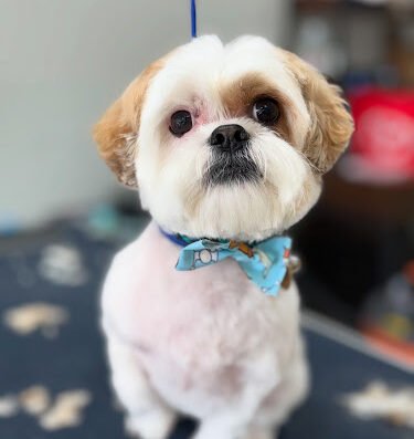 Shear Madness Grooming – pet grooming in Sacramento