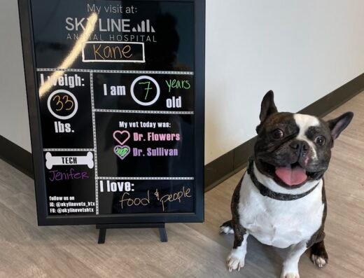 Skyline Animal Hospital