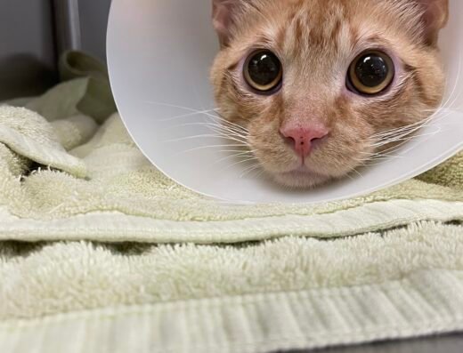 Skyline Animal Hospital